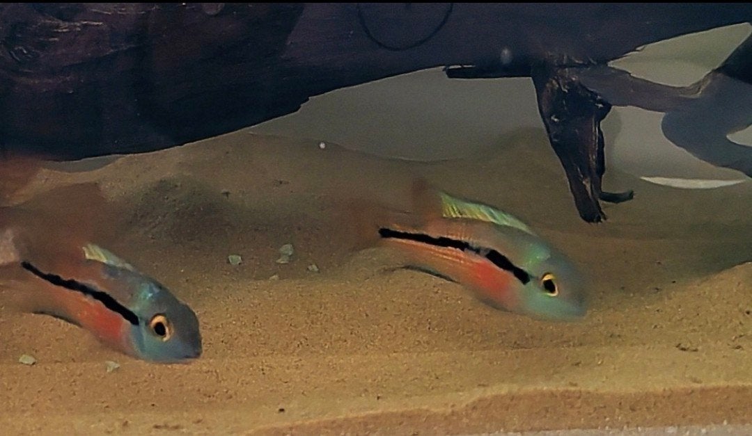 Jonge hypsophys nicaraguensis, Dieren en Toebehoren