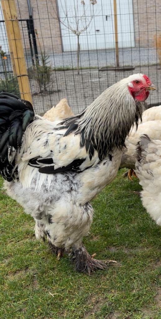 brahma haan, Dieren en Toebehoren, Pluimvee