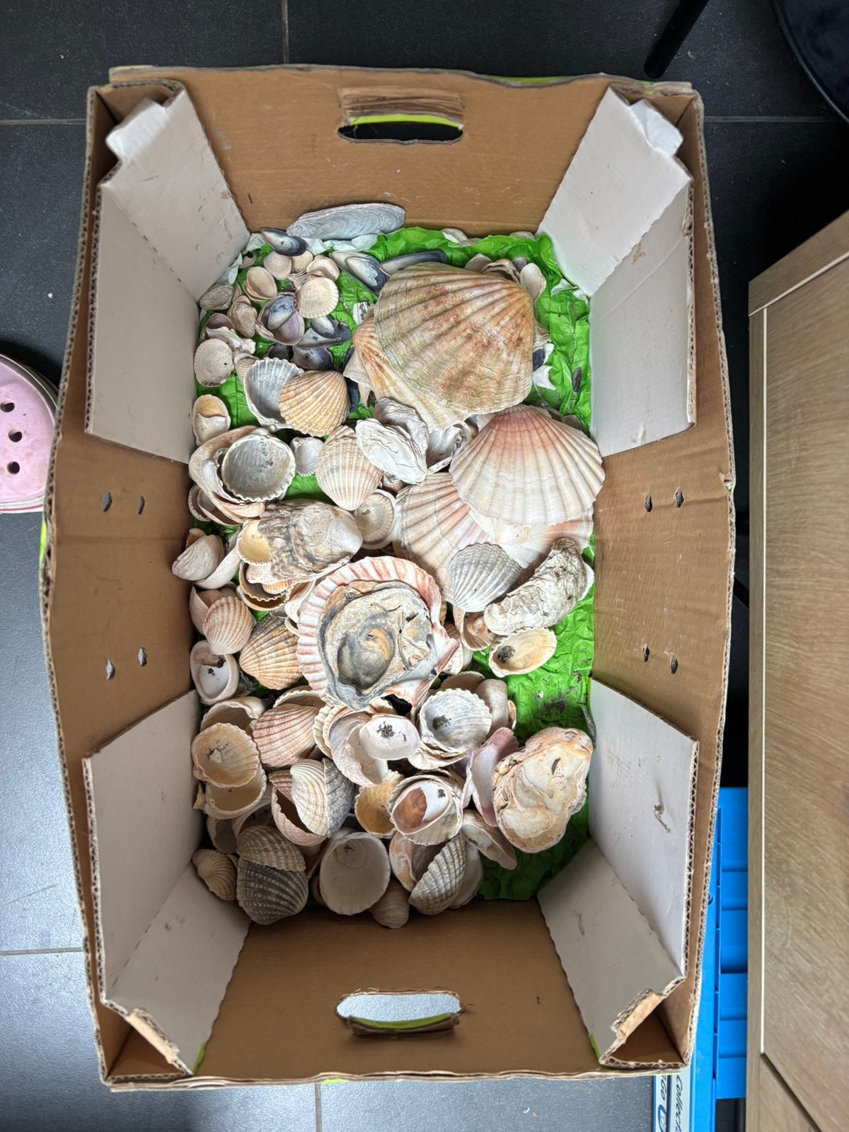 Schelpen, Dieren en Toebehoren, Ophalen