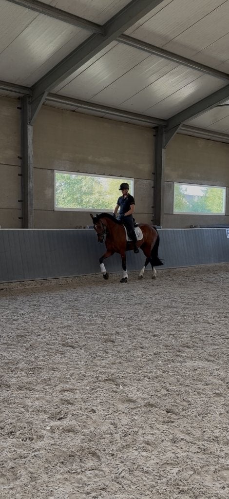 Dressuurpaard, Merrie, Met stamboom, M, Dressuurpaard