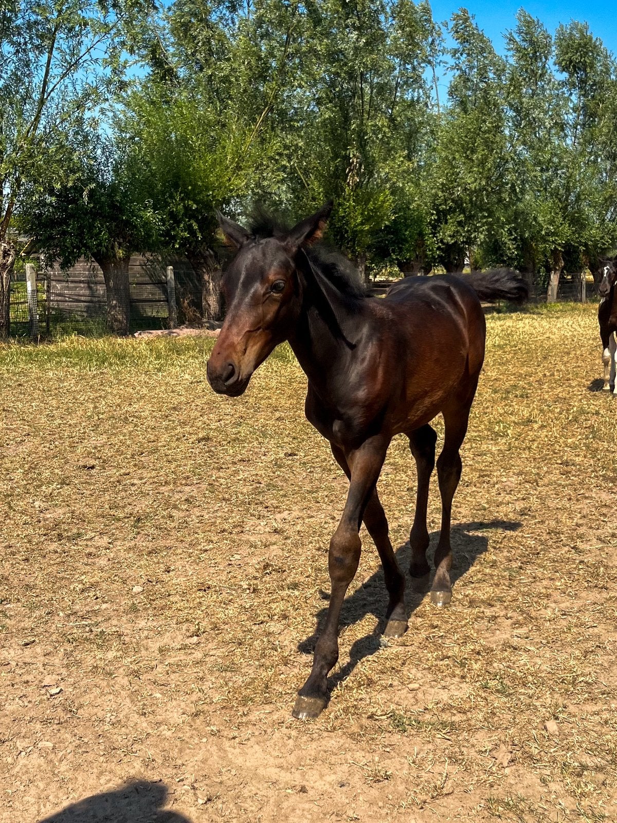 Merrie veulen met zeer goede afstamming, Dieren en Toebehoren, Paarden, Merrie, Niet van toepassing, 0 tot 2 jaar, Springpaard