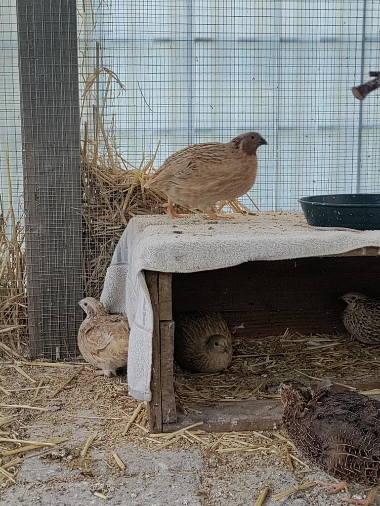 Japanse kwartel, Dieren en Toebehoren, Meerdere dieren