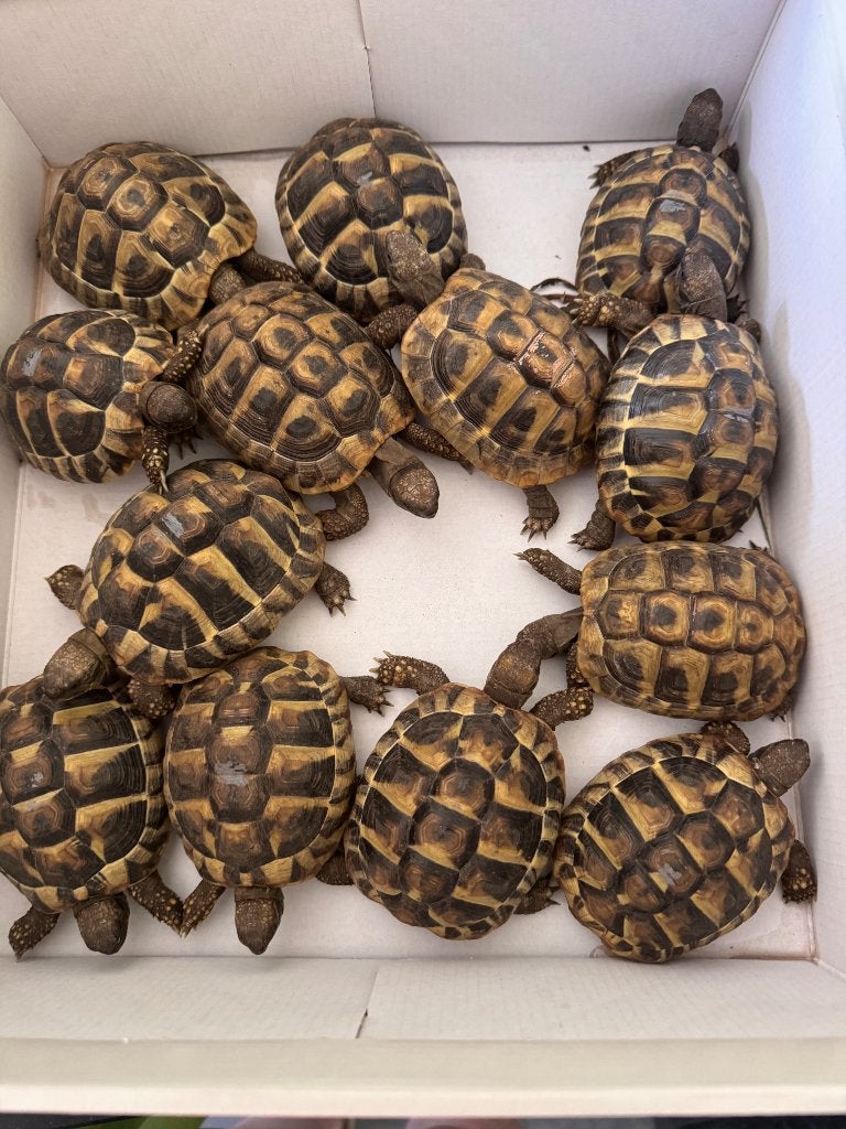 Landschildpadjes, Animaux & Accessoires, Reptiles & Amphibiens, Tortue, 0 à 2 ans