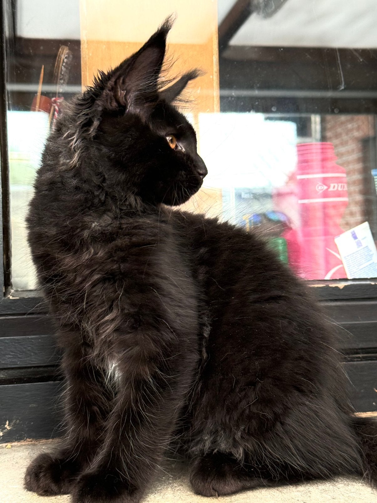 Prachtige Maine Coon kittens met stamboom van geteste ouders, Animaux & Accessoires, Chats & Chatons | Chats de race | Poil long