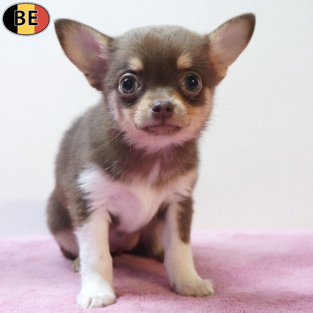 Kortharige Chihuahua pups te koop (Belgisch), Dieren en Toebehoren, Honden | Chihuahua's en Gezelschapshonden, Meerdere dieren