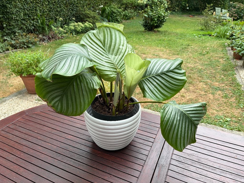 🌿 Trotse Calathea orbifolia, echte plant, Huis en Inrichting, Kamerplanten, Ophalen, Overige soorten, Halfschaduw, In pot