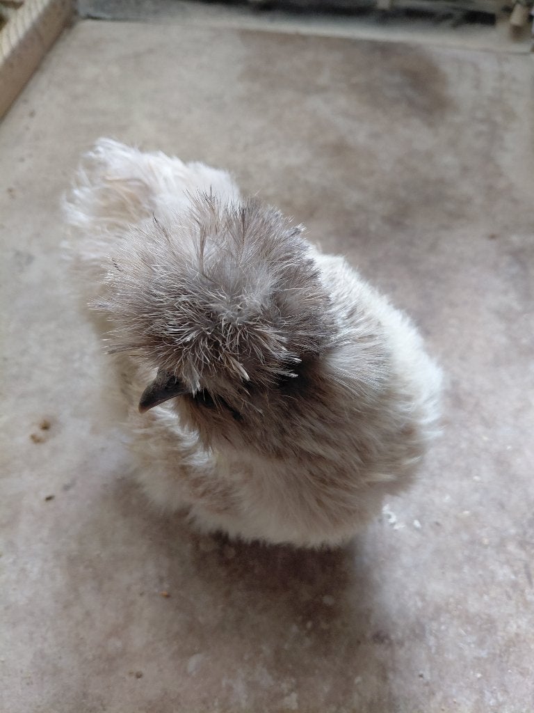 Kippen, Femelle, Poule ou poulet