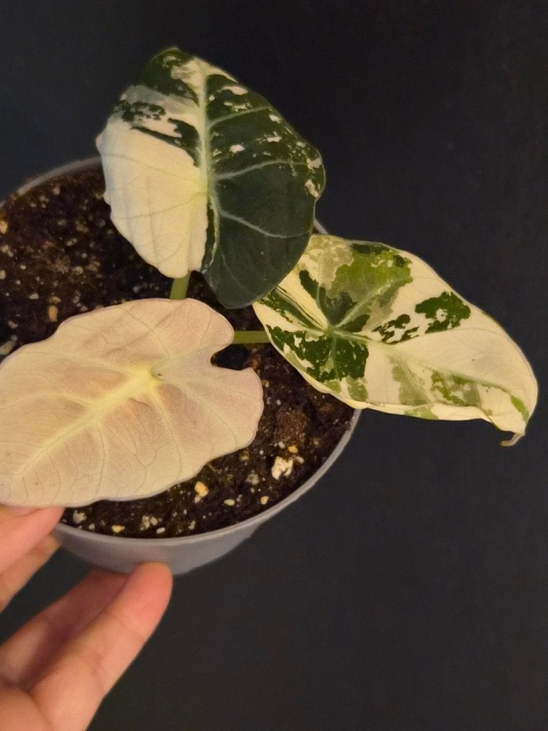 Alocasia Black Velvet Pink, Ophalen of Verzenden