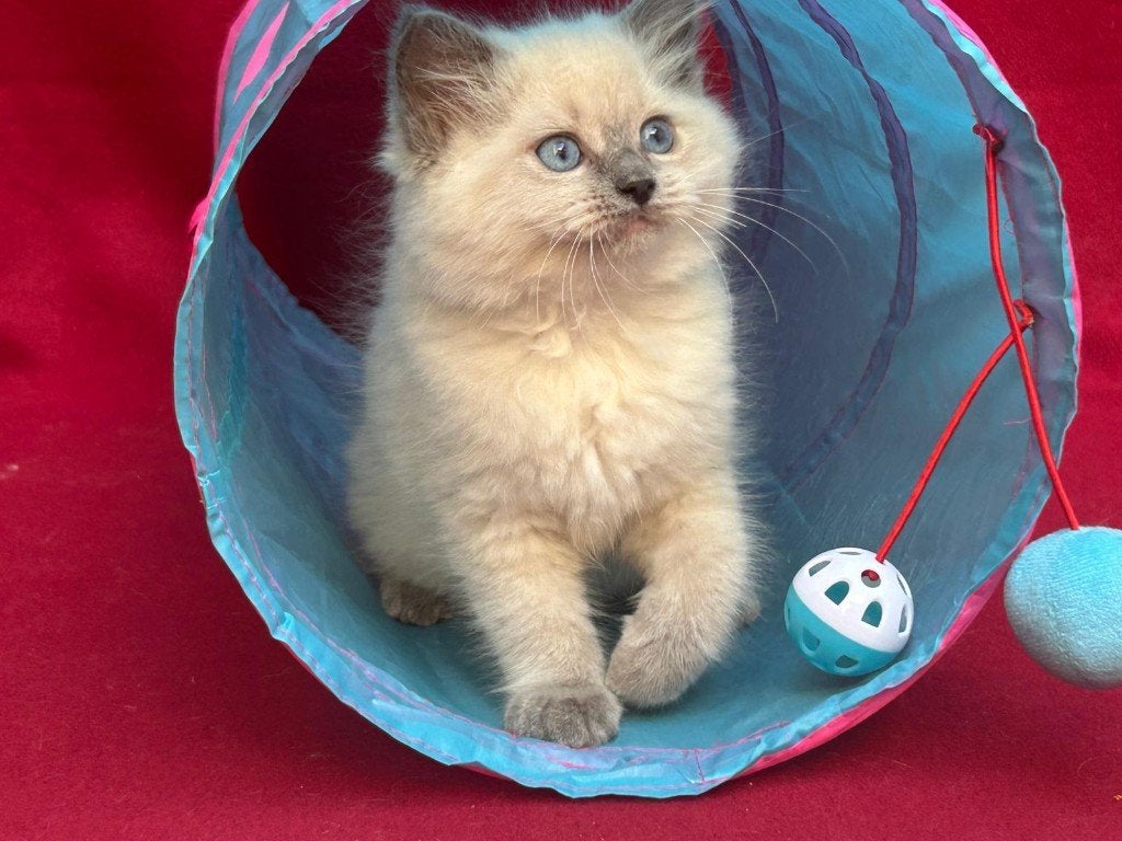 Chatons Ragdoll, chatons et chatons, Chat, Vermifugé, 0 à 2 ans