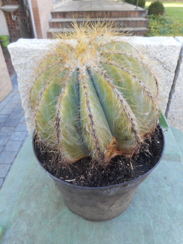 Planten, Overige soorten, Volle zon, Vaste plant, Ophalen of Verzenden