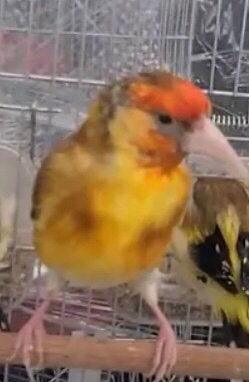 عندي ميستوا مغربي  وداني اريد  ان ابدله بي موفنين, Dieren en Toebehoren, Vogels | Kanaries