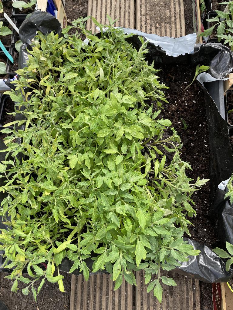 overschot tomaten en paprika planten, Ophalen