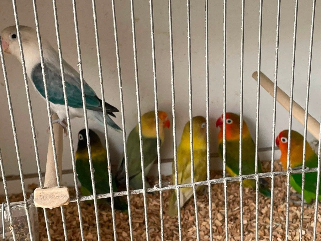 Fischeri mannen en poppen 22-26 met DNA. 12 vogels 180€, Dieren en Toebehoren, Meerdere dieren, Dwergpapegaai of Agapornis, Geringd