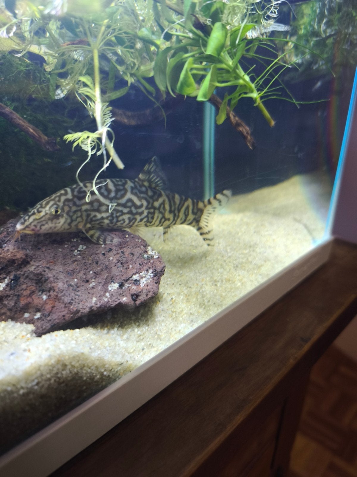 Botia Almorhae yoyo loach, Animaux & Accessoires