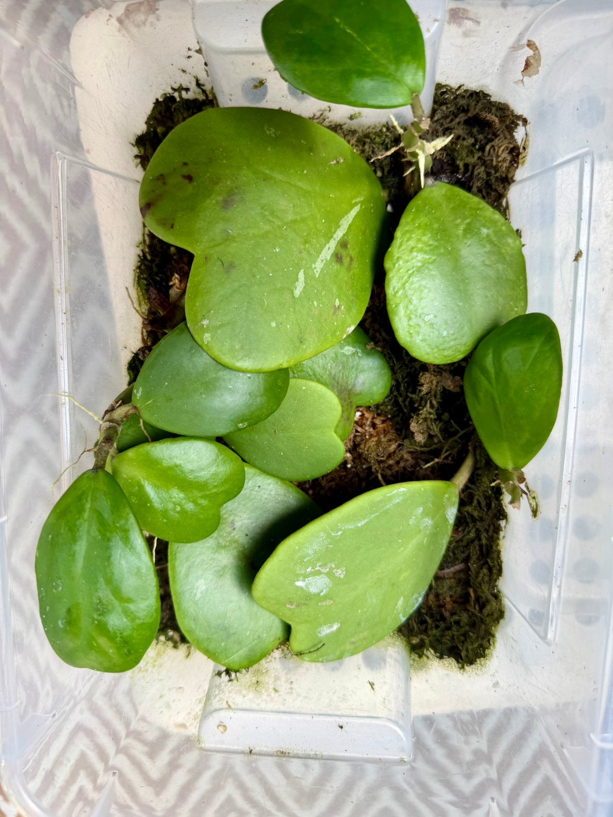 Hoya kerrii stekje, Ophalen of Verzenden
