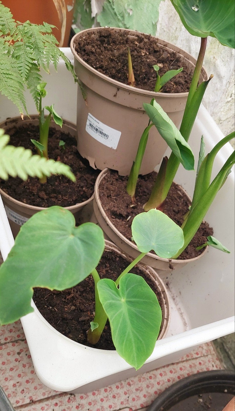Colocasia Esculenta XL olifantsoor, Enlèvement