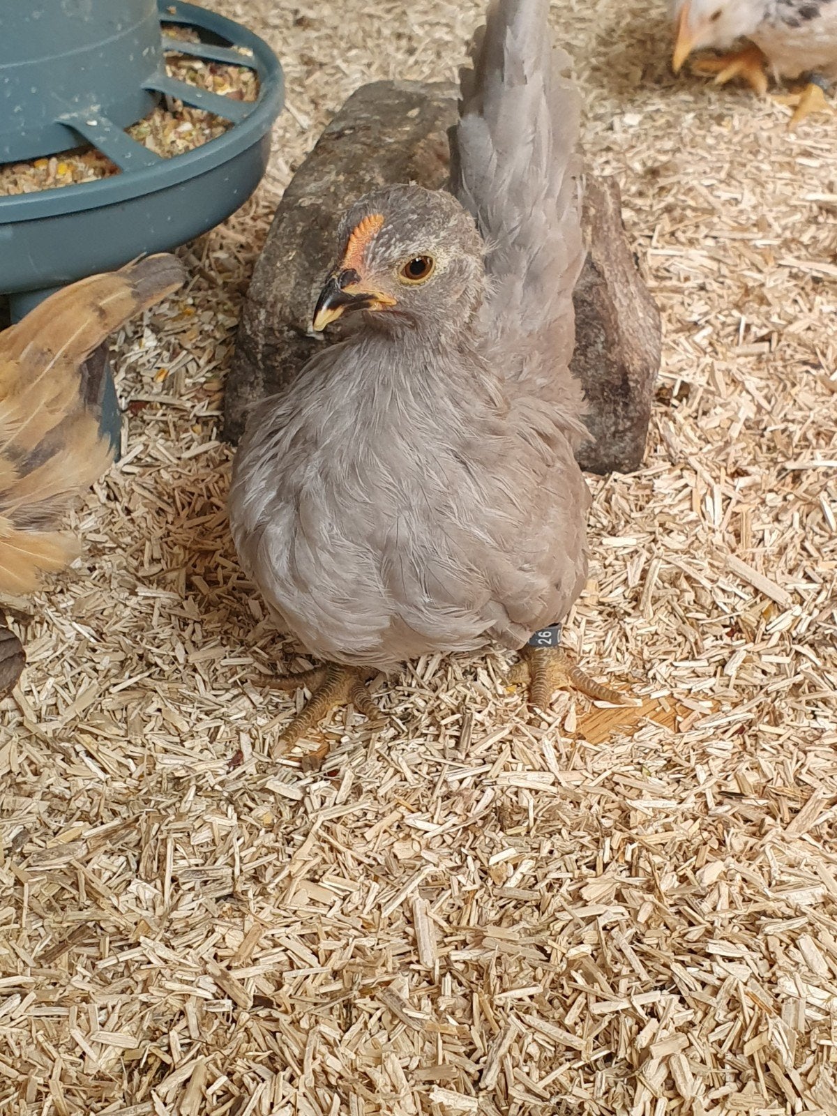 3 chabo hennen, Dieren en Toebehoren