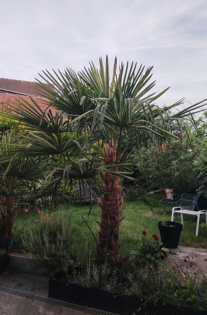 Palmboom 2,5m waaierpalm winterhard, Tuin en Terras, Bloeit niet, 100 tot 250 cm, Palmboom, Ophalen