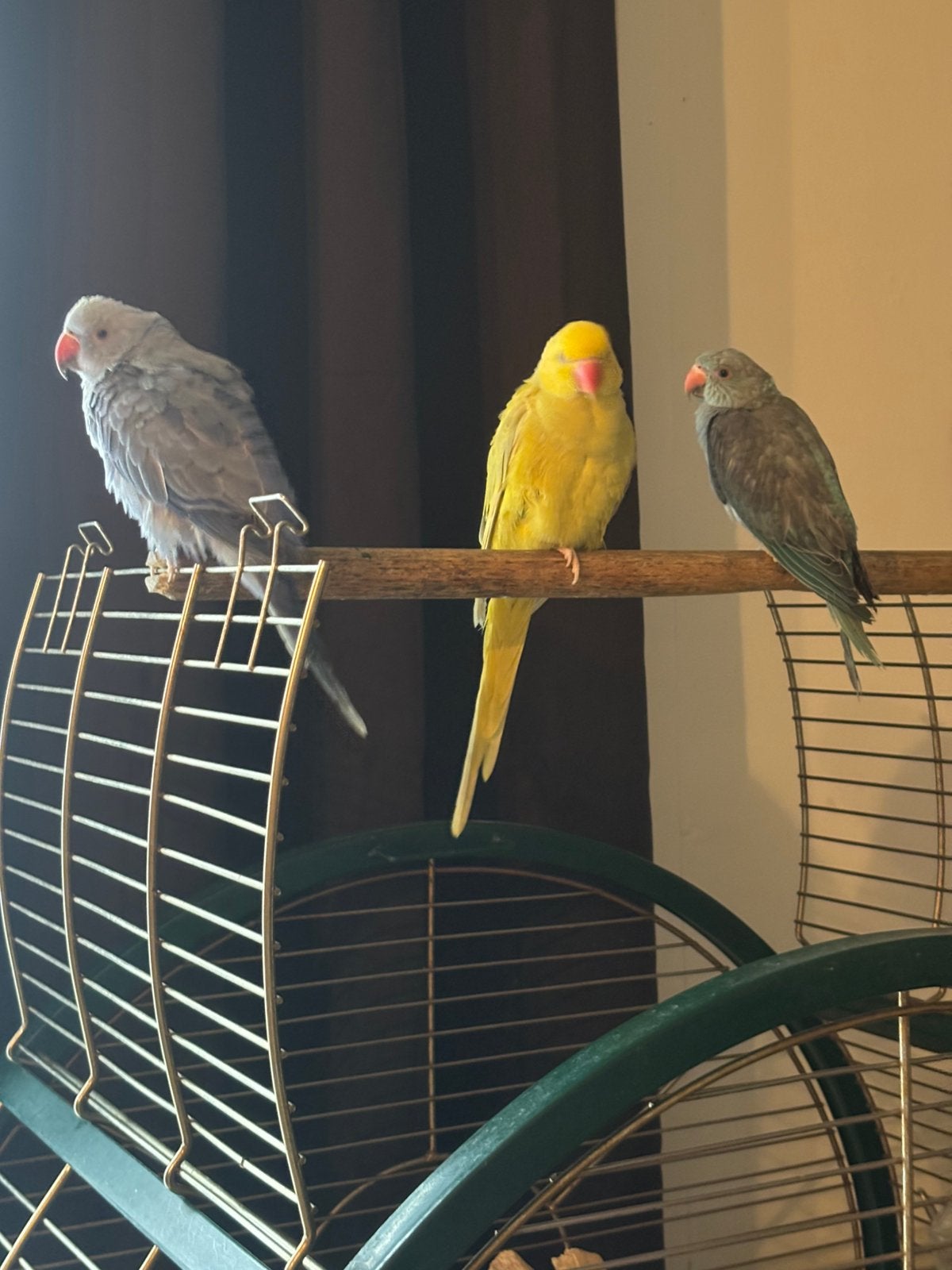 3 half tamme halsbandparkieten., Plusieurs animaux, Perruche