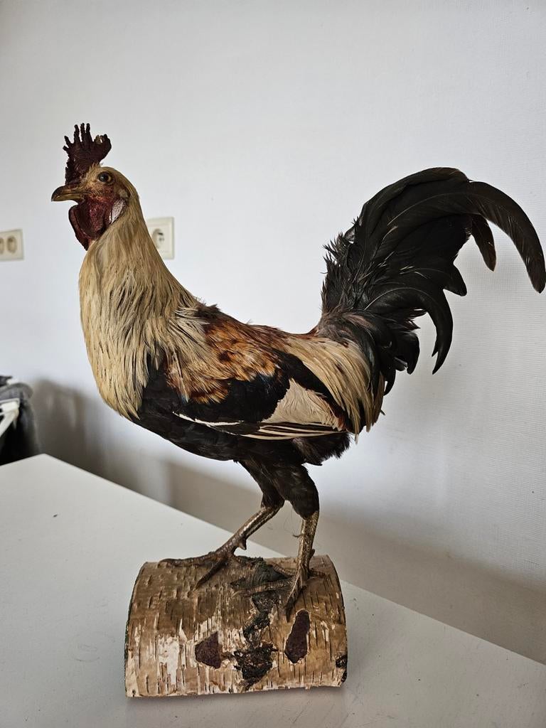 taxidermie van een haan, Ophalen of Verzenden