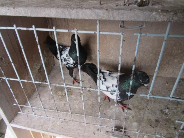 Sierduiven, Dieren en Toebehoren