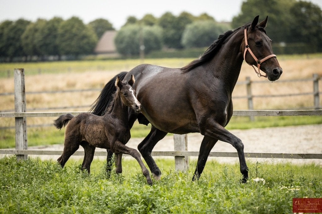 Chique KWPN dressuur fokmerrie, Dieren en Toebehoren, Paarden, Merrie, Met stamboom, Niet van toepassing, Dressuurpaard