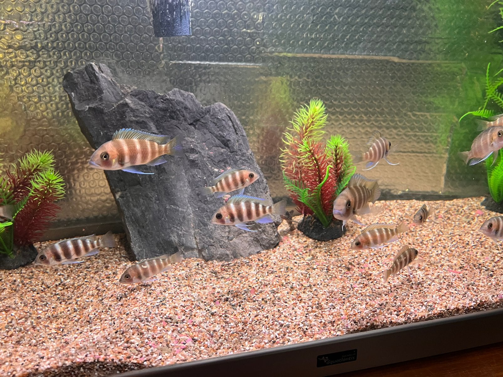 Frontosa Kigoma 7-stripe 4-6 cm, Animaux & Accessoires, Poissons | Poissons d'aquarium, Poisson, Poisson d'eau douce, Banc de poissons