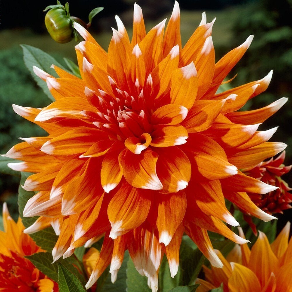 Dahlia Cactus Color Spectacle, Jardin & Terrasse, Plantes | Jardin, Plante fixe, Plein soleil, Été, Enlèvement