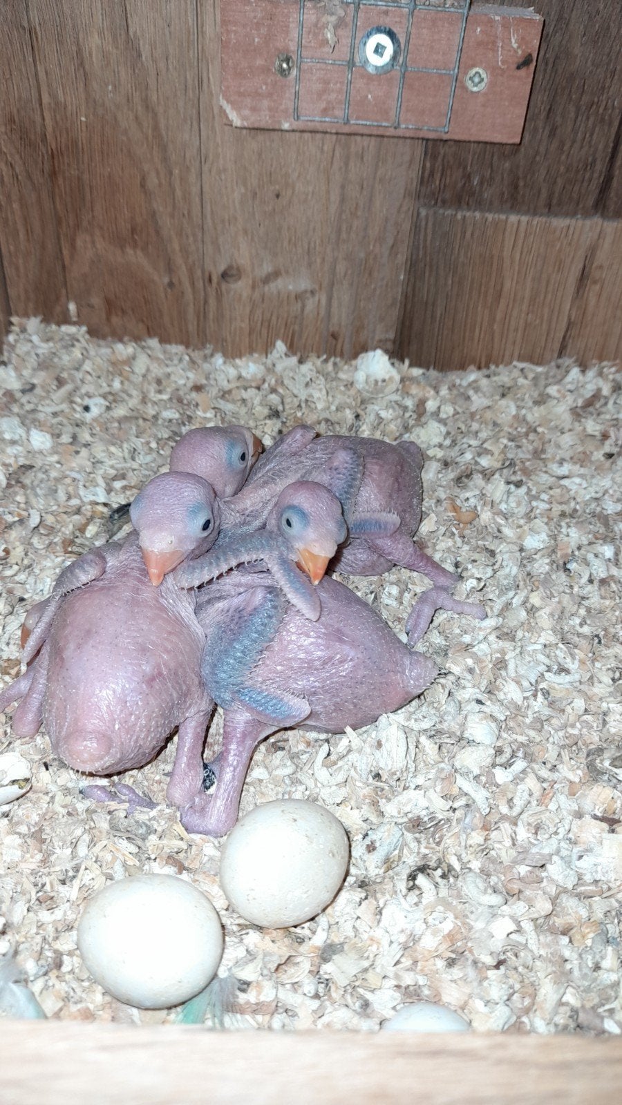 Jonge halsbandjes, Dieren en Toebehoren
