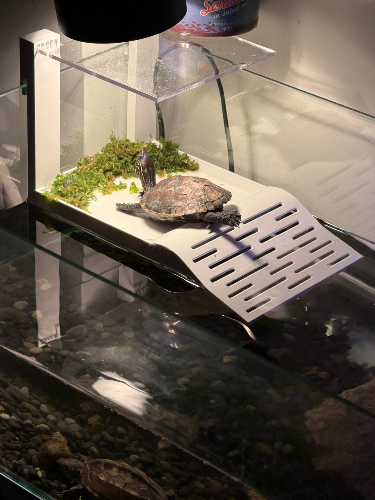 Tortue d’eau + aquarium, Animaux & Accessoires, Poissons | Aquariums & Accessoires, Enlèvement, Comme neuf