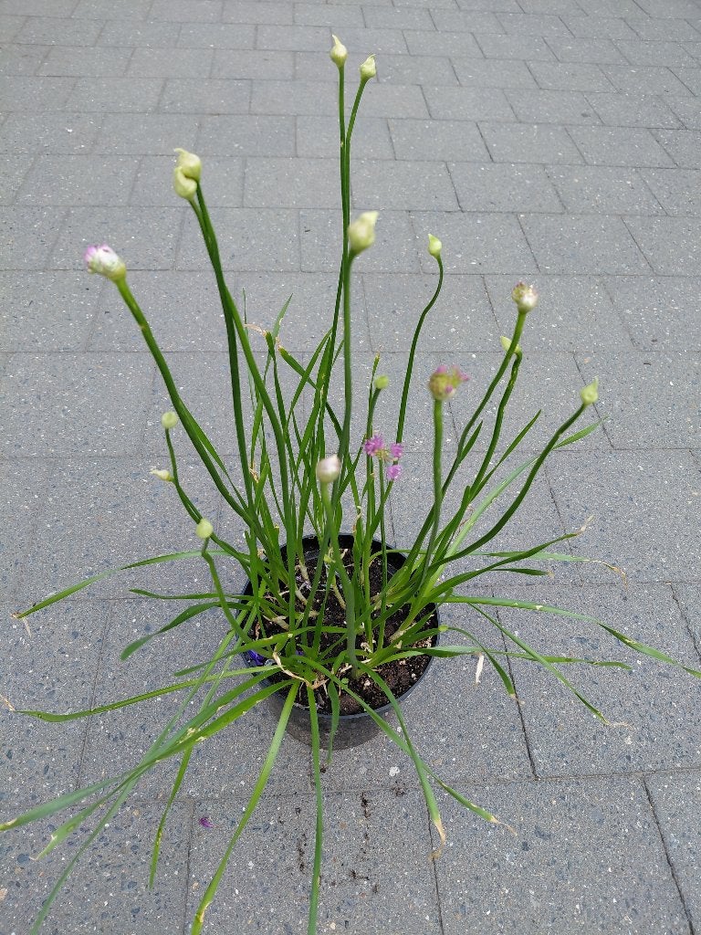 Allium Millennium, Tuin en Terras, Ophalen