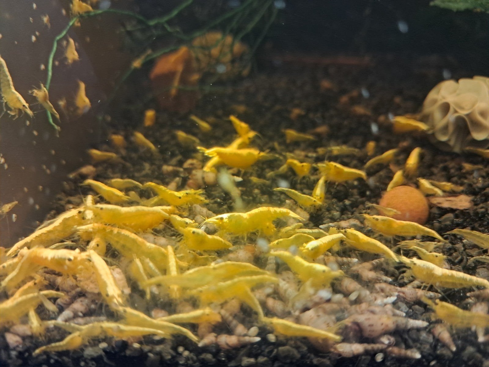 10 + 2 gratis Yellow fire citroengarnalen, Animaux & Accessoires, Homard, Crabe ou Crevette, Poisson d'eau douce