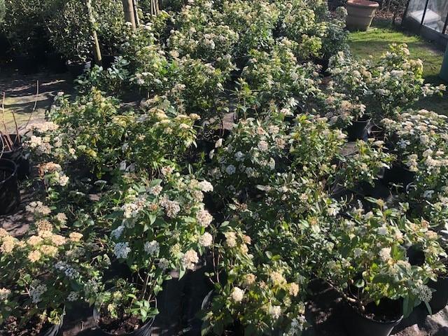Viburnum  Tinus-Sneeuwbal, Ophalen, Winter, Vaste plant