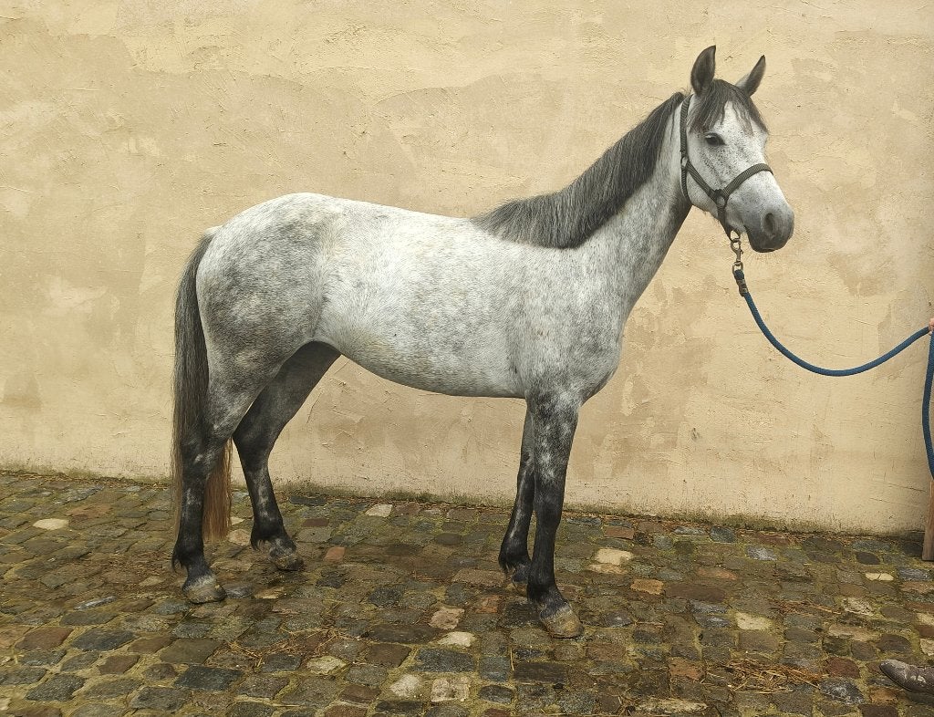D topspring pony Emily vdC Gratis te leen, Merrie, Springpony, 3 tot 6 jaar, D pony (1.37m tot 1.48m)