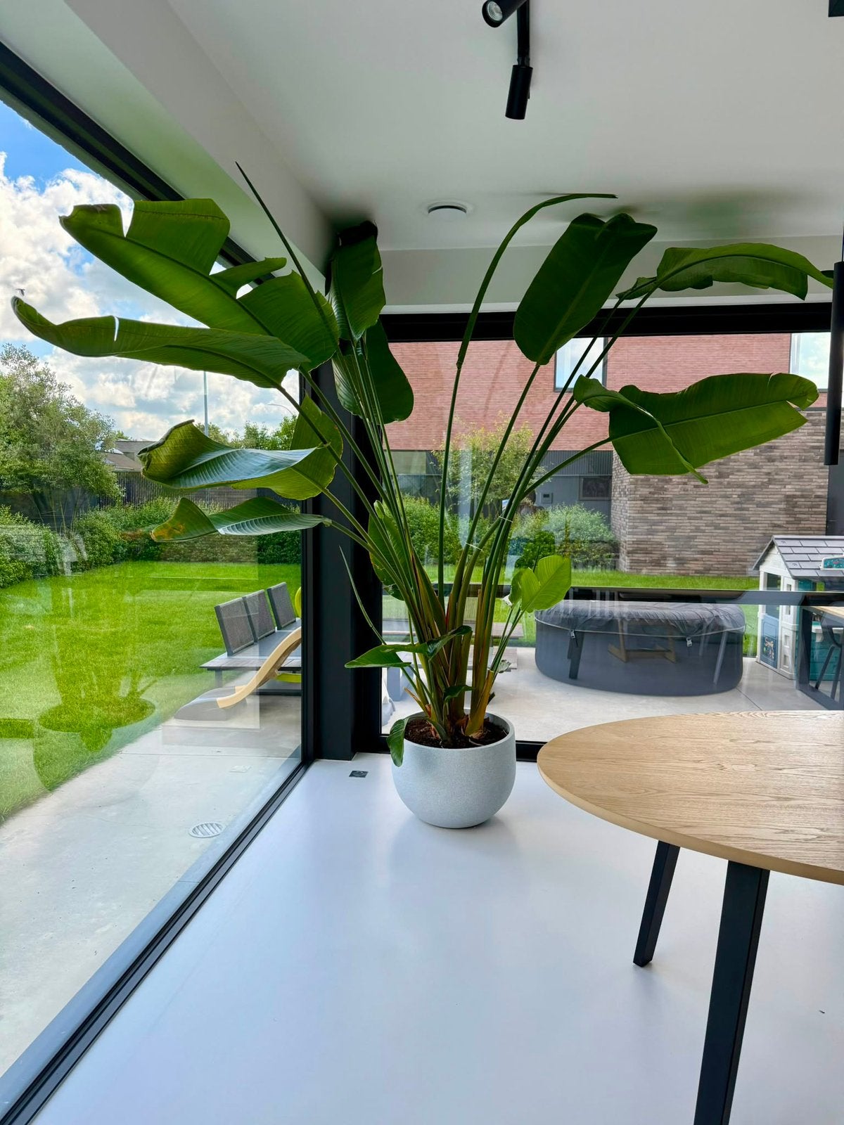 Strelitzia Nicolai, Ophalen, 200 cm of meer, Overige soorten, In pot