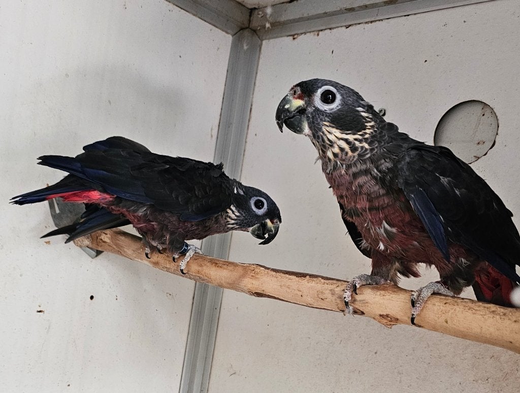 Mercury pionus fuscus, Plusieurs animaux, Perroquet, Bagué