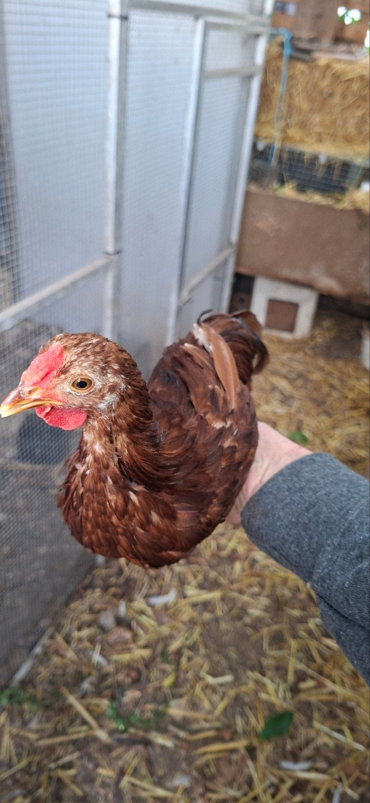 hanen 2026, Dieren en Toebehoren