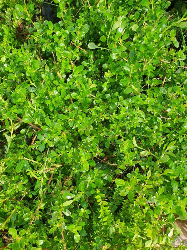 Berberis en loniceras, Tuin en Terras, Ophalen