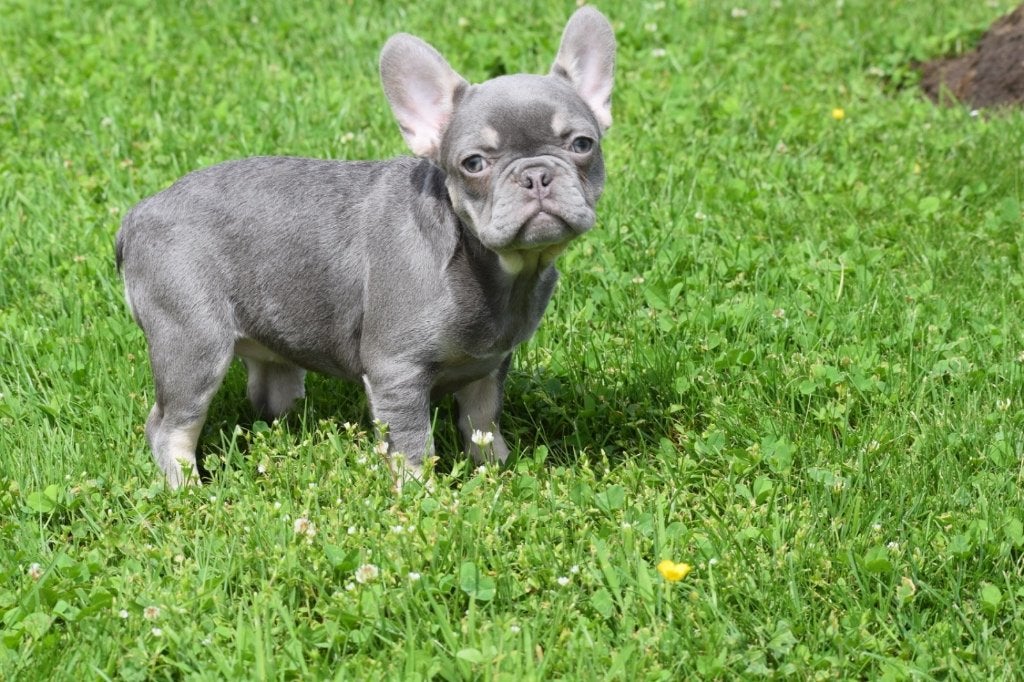 Franse bulldog pups, 15 weken tot 1 jaar, Buitenland, Meerdere, Meerdere dieren