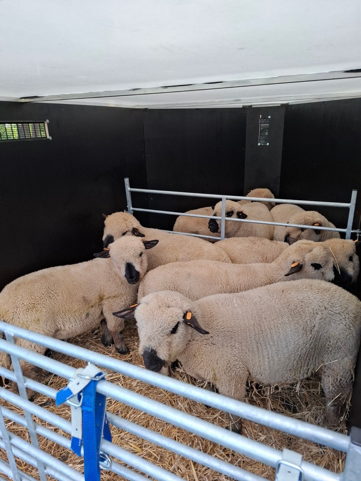 Hampshire down ramlammeren, Dieren en Toebehoren, Schapen, Geiten en Varkens