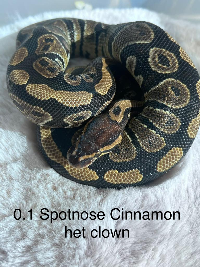 Koning Python’s / ballpython, Dieren en Toebehoren, Reptielen en Amfibieën