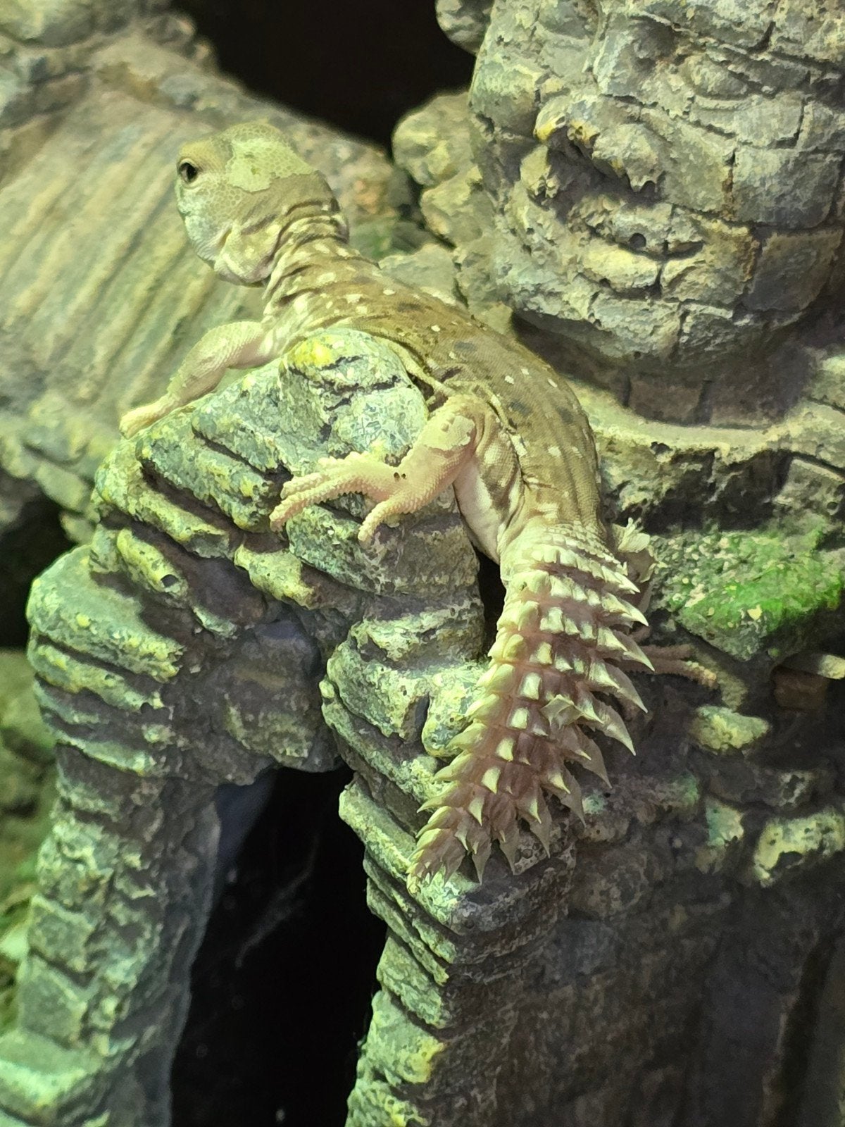 Prachtige Somalische doornstaartagamen (Uromastyx princeps), Animaux & Accessoires, Amphibien