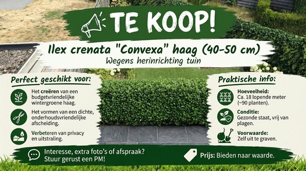 Haie convexe Ilex Crenata (40-50 cm), Enlèvement, Houx, Haie, Moins de 100 cm