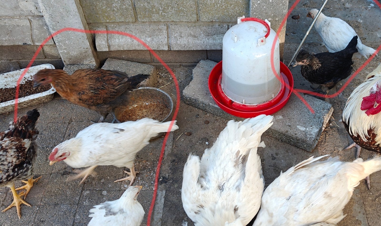 Jonge kippen en hanen van 4

maanden oud.

Verschillende kle, Dieren en Toebehoren, Pluimvee