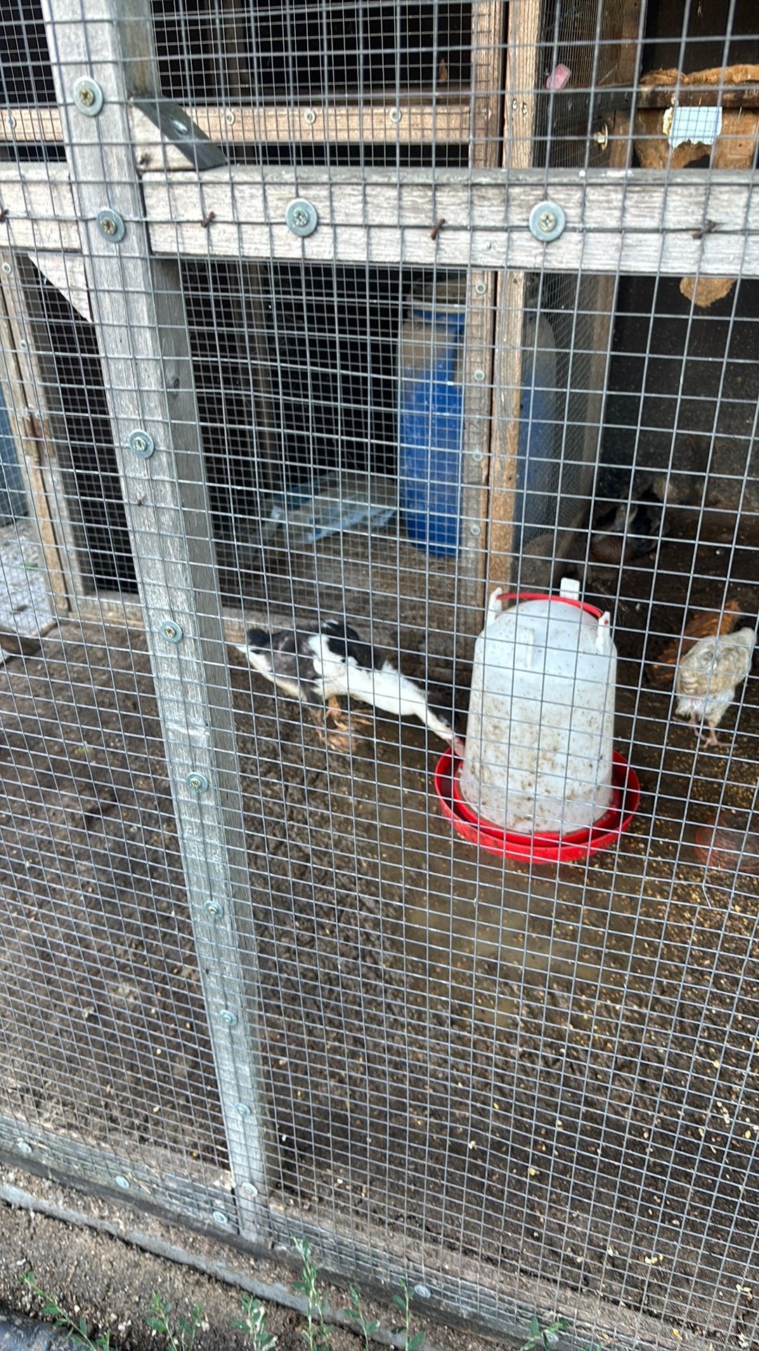 Barberie en indische loopeenden te koop., Dieren en Toebehoren, Meerdere dieren, Eend