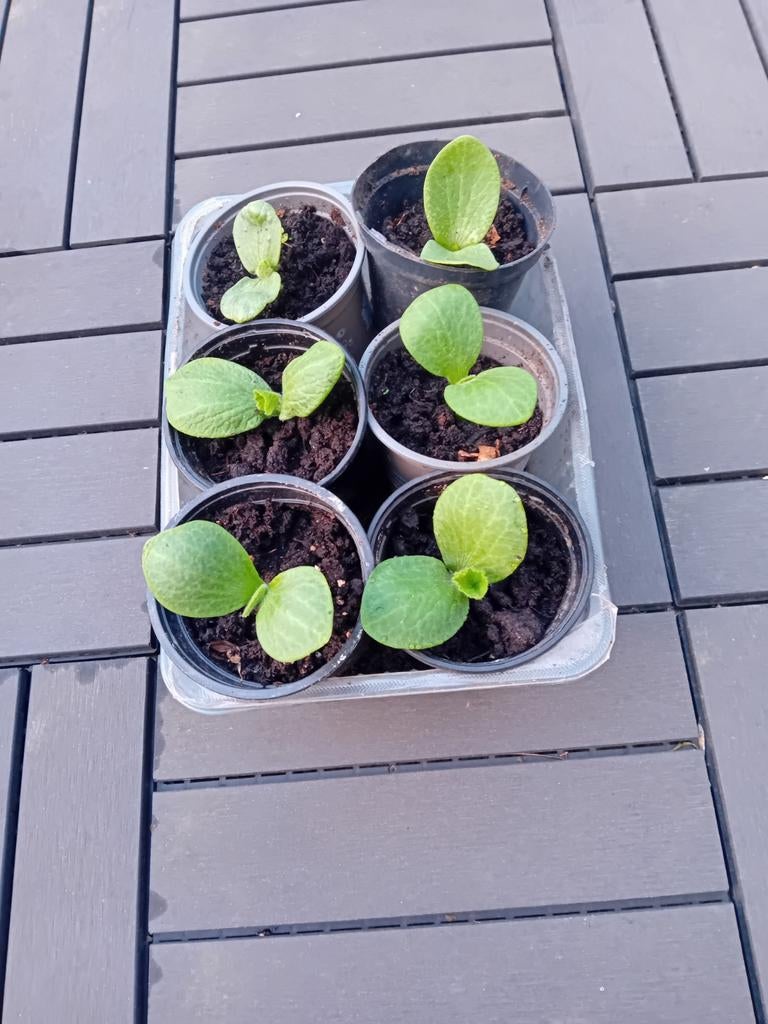 Courge courgette, Tuin en Terras