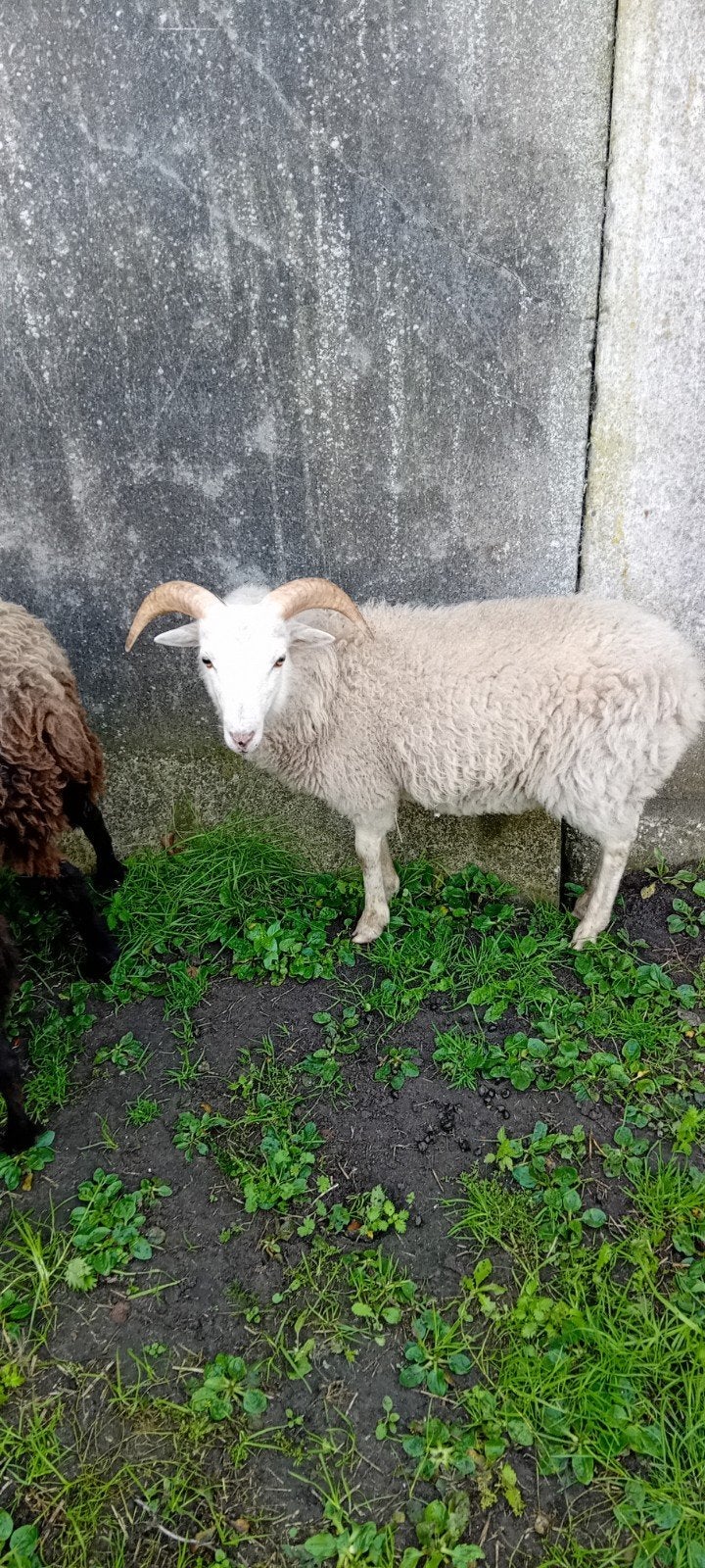 ouessant schapjes, Dieren en Toebehoren, Meerdere dieren, Schaap, 0 tot 2 jaar