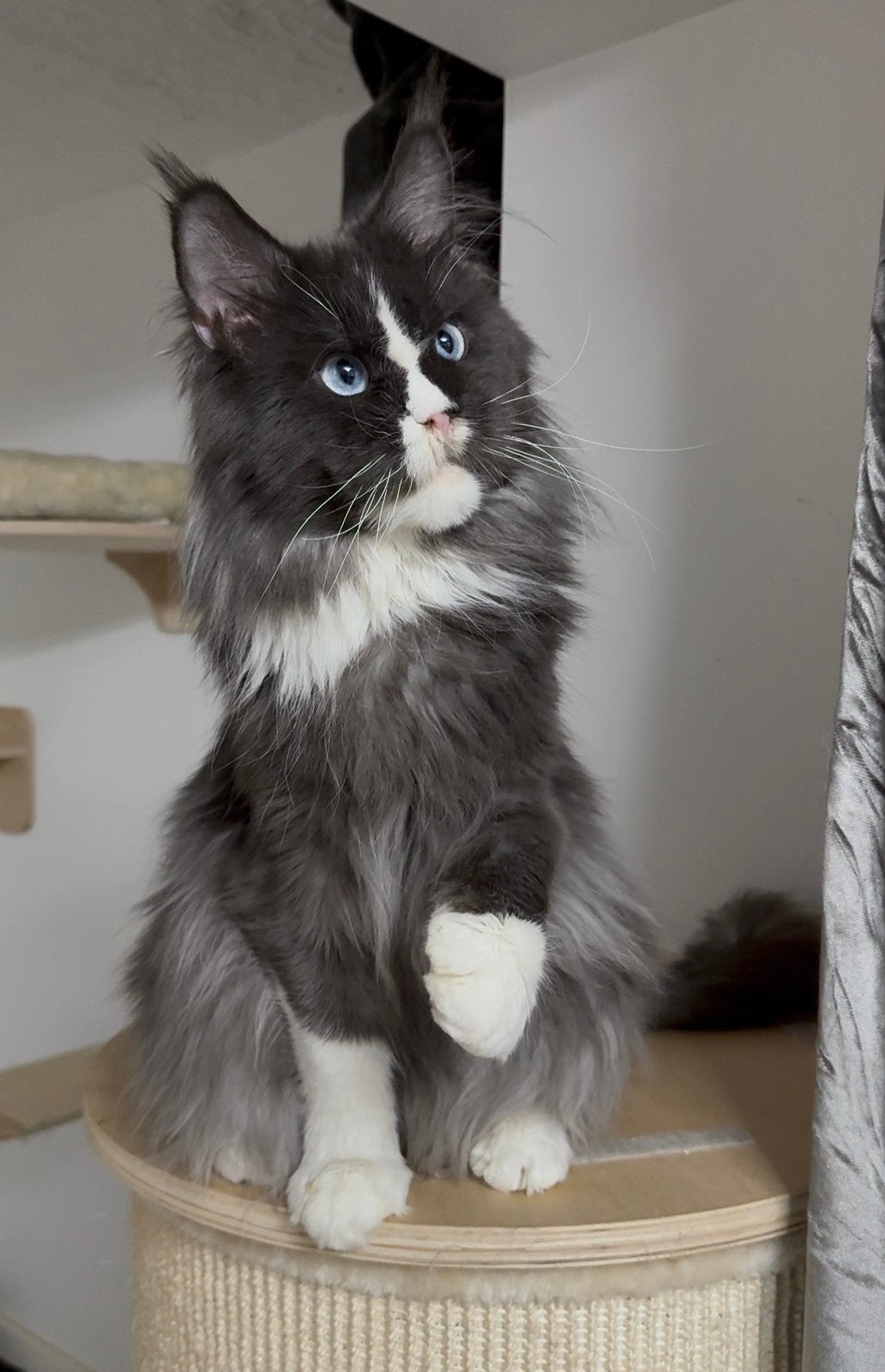 Maine coon kater, Chat, Avec pedigree, 0 à 2 ans