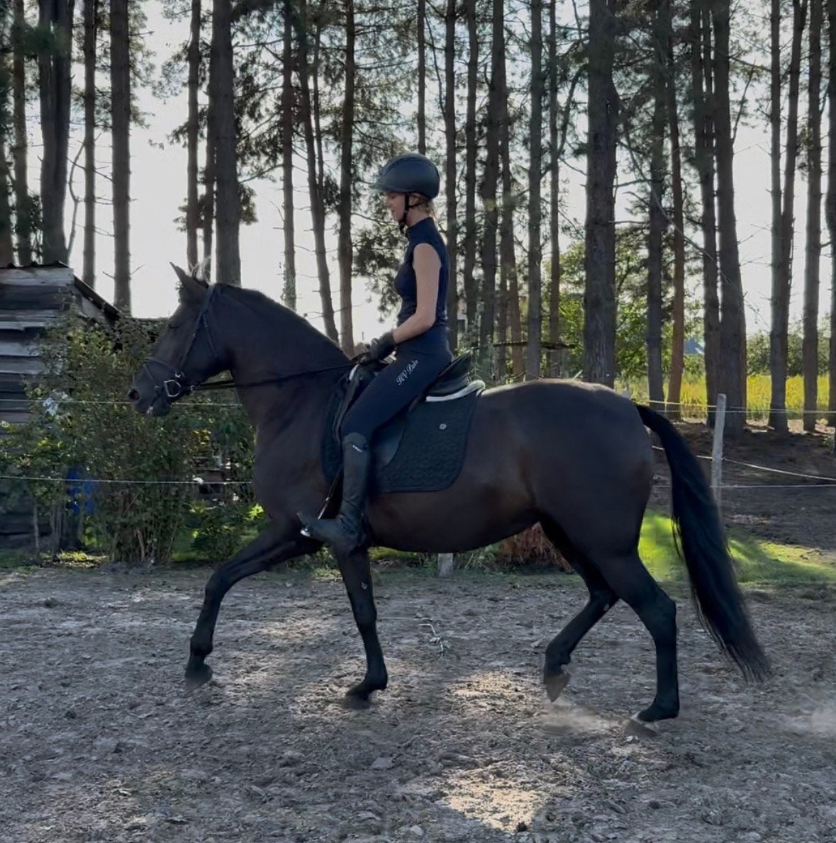 8 jarige spaanse merrie, Merrie, Met stamboom, Niet van toepassing, Dressuurpaard