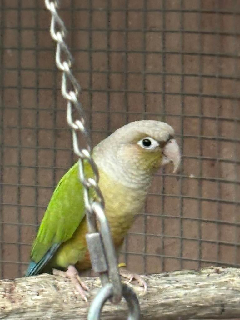 A vendre, Mannelijk